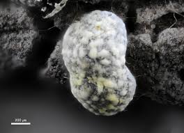 Attēlu rezultāti vaicājumam “Physarum nitens”