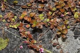 Attēlu rezultāti vaicājumam “Linnaea borealis leaf”