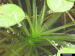 Attēlu rezultāti vaicājumam “Stratiotes aloides”