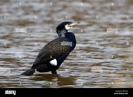 Attēlu rezultāti vaicājumam “Phalacrocorax carbo adult”