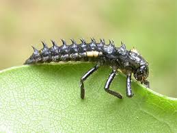 Attēlu rezultāti vaicājumam “Anatis ocellata”