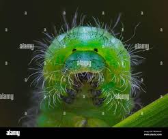 Attēlu rezultāti vaicājumam “Zygaena lonicerae larva”