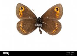 Attēlu rezultāti vaicājumam “Erebia aethiops underside”