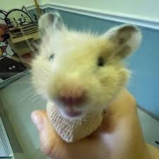 Image result for хомек