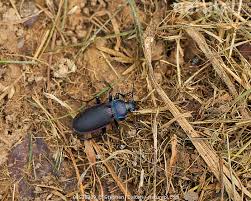 Attēlu rezultāti vaicājumam “Carabus violaceus”