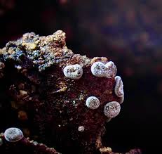 Attēlu rezultāti vaicājumam “Willkommlangea reticulata”