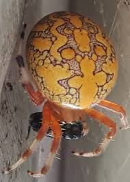 Attēlu rezultāti vaicājumam “Araneus marmoreus”