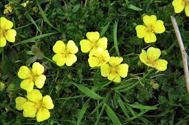 Image result for Potentilla tormentilla