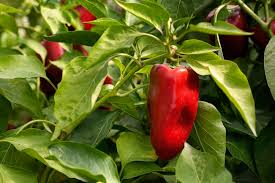 Afbeeldingsresultaat voor lipstick hot pepper