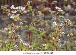 Attēlu rezultāti vaicājumam “Fagopyrum esculentum flower”