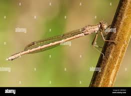 Attēlu rezultāti vaicājumam “Sympecma paedisca”