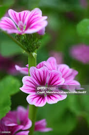 Image result for Malva sylvestris var. mauritiana