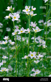 Attēlu rezultāti vaicājumam “Hottonia palustris leaf”