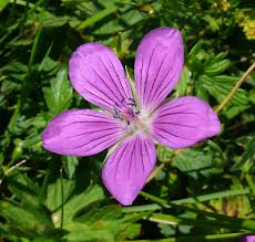 Attēlu rezultāti vaicājumam “Geranium palustre”