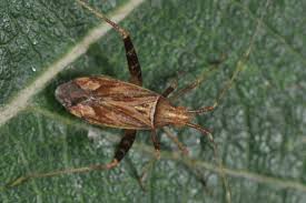 Attēlu rezultāti vaicājumam “Phytocoris varipes”