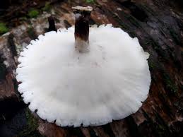 Attēlu rezultāti vaicājumam “Polyporus badius”