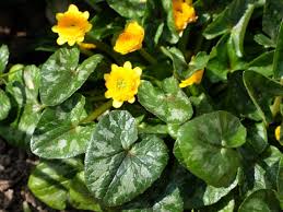 Attēlu rezultāti vaicājumam “Ficaria verna flower”