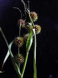 Attēlu rezultāti vaicājumam “Sparganium neglectum”