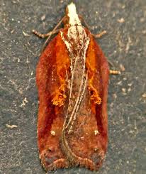 Attēlu rezultāti vaicājumam “Acleris cristana”