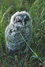 Image result for Strix aluco