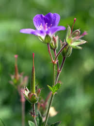 Attēlu rezultāti vaicājumam “Geranium sylvaticum bud”