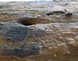 Attēlu rezultāti vaicājumam “Enerthenema papillatum”