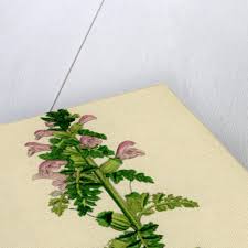 Attēlu rezultāti vaicājumam “Pedicularis palustris”