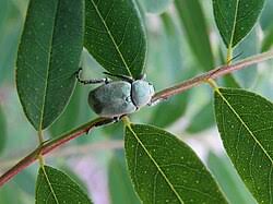 Attēlu rezultāti vaicājumam “Hoplia parvula imago”