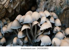 Attēlu rezultāti vaicājumam “Psathyrella pygmaea”