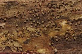 Attēlu rezultāti vaicājumam “Cribraria piriformis”