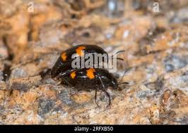 Attēlu rezultāti vaicājumam “Scaphidium quadrimaculatum”