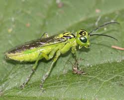 Attēlu rezultāti vaicājumam “Rhogogaster viridis”