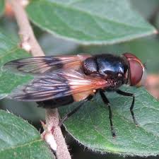 Attēlu rezultāti vaicājumam “Volucella pellucens”