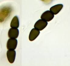Attēlu rezultāti vaicājumam “Ochropsora ariae spores”