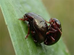 Attēlu rezultāti vaicājumam “Chrysolina staphylaea”