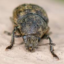 Attēlu rezultāti vaicājumam “Anthribus nebulosus”