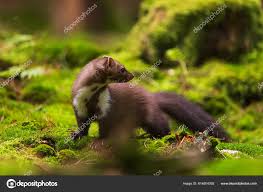 Attēlu rezultāti vaicājumam “Martes foina”