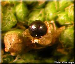 Attēlu rezultāti vaicājumam “Lophozia incisa”