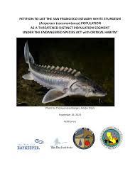 Image result for Acipenser transmontanus