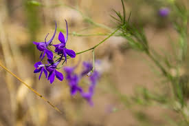 Attēlu rezultāti vaicājumam “Consolida regalis flower”