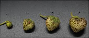 Attēlu rezultāti vaicājumam “Fragaria viridis fruit”