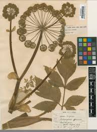 Attēlu rezultāti vaicājumam “Angelica archangelica fruit”