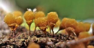 Attēlu rezultāti vaicājumam “Hemitrichia clavata macro”