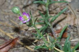 Attēlu rezultāti vaicājumam “Spergularia rubra leaf”