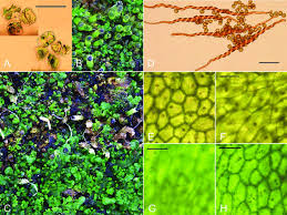 Attēlu rezultāti vaicājumam “Riccardia palmata”