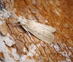 Attēlu rezultāti vaicājumam “Calamotropha paludella”