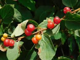 Attēlu rezultāti vaicājumam “Lonicera xylosteum fruit”