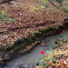 Image result for Kent Youth Trial Mcc