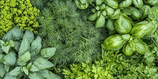 Image result for Dill