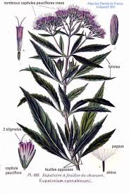 Image result for Eupatorium cannabinum